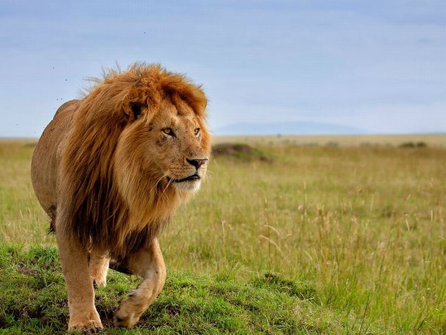 5 Fakta Unik Tentang Singa, Hewan Buas Si Raja Hutan