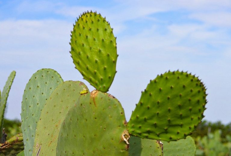 9 Fakta Unik Tentang Kaktus, Tumbuhan Berduri Khas Padang Pasir