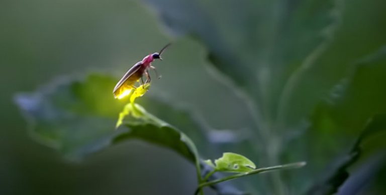 8 Fakta Unik Tentang Kunang-kunang, Hewan Penghasil Cahaya