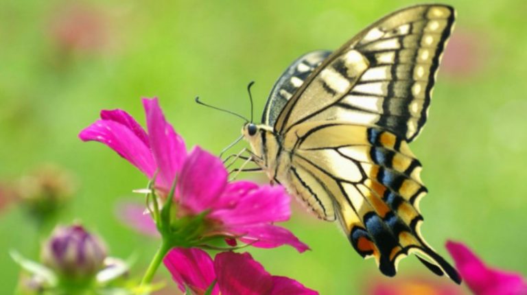 5 Fakta Unik Tentang Kupu Kupu, Serangga Kecil dengan Sayap Indah