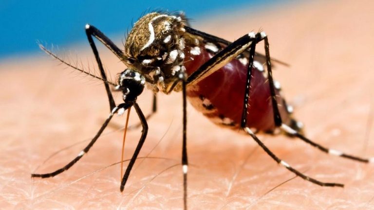 5 Fakta Unik Tentang Nyamuk, Serangga Kecil Penghisap Darah