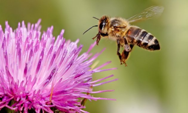 4 Fakta Unik Tentang Lebah, Hewan Kecil Penghasil Madu