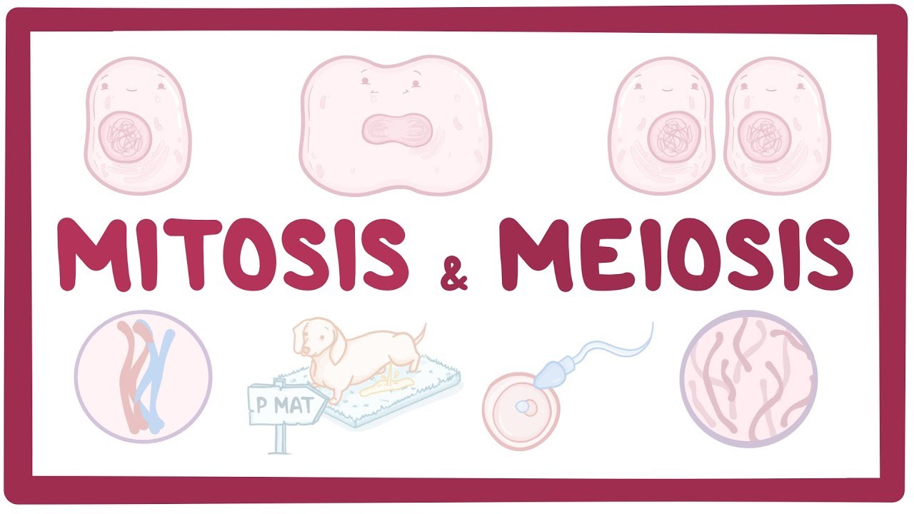 5 Perbedaan Mitosis dan Meiosis Secara Umum | Masih Ingat Tidak?