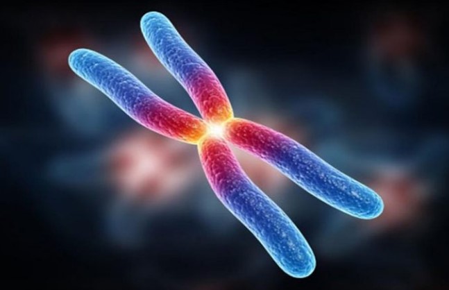 √ Pengertian, Struktur, Fungsi dan Tipe Kromosom