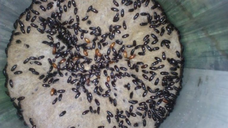 √ 5 Manfaat Semut Jepang Beserta Karakteristik dan Cara Penyajian