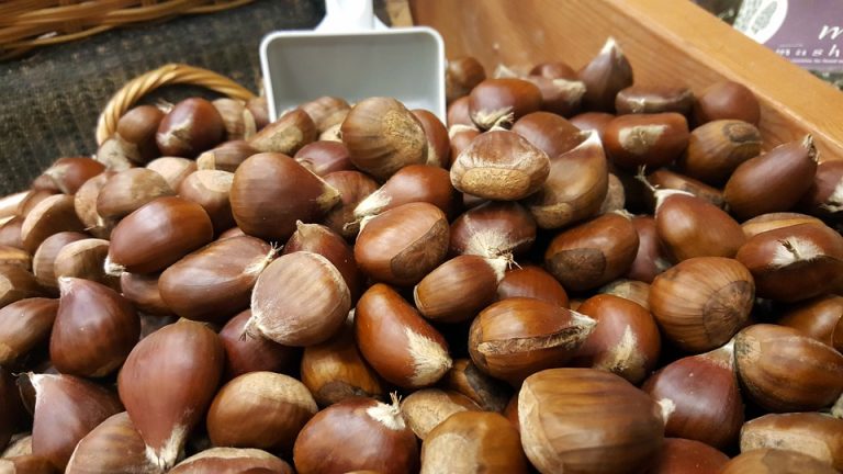 √ 12 Manfaat Kacang Hazelnut Bagi Kesehatan Tubuh