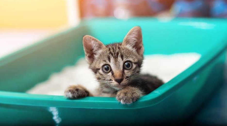 7 Cara Mengobati Kucing Mencret yang Bisa Anda Lakukan