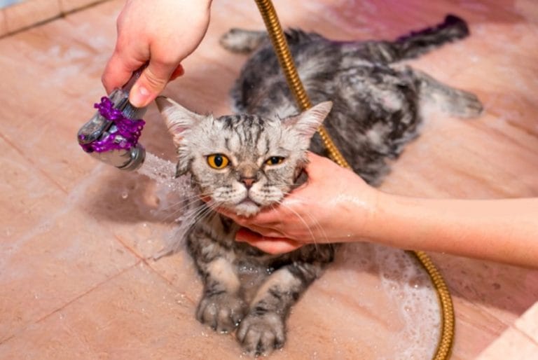 Memandikan Kucing: Rahasia Sukses Tanpa Drama, Tips Aman dan Nyaman untuk Anabul Anda