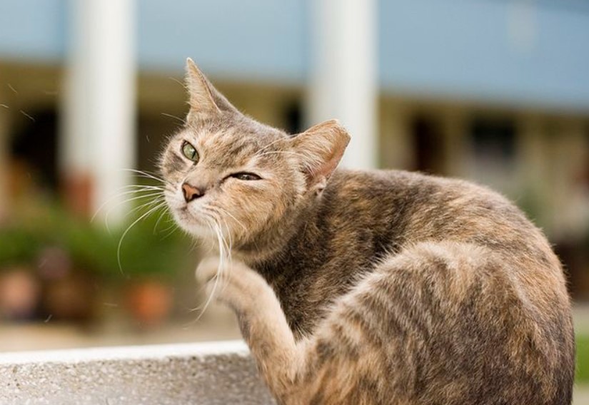 9 Cara Menghilangkan Kutu Kucing yang Paling Manjur